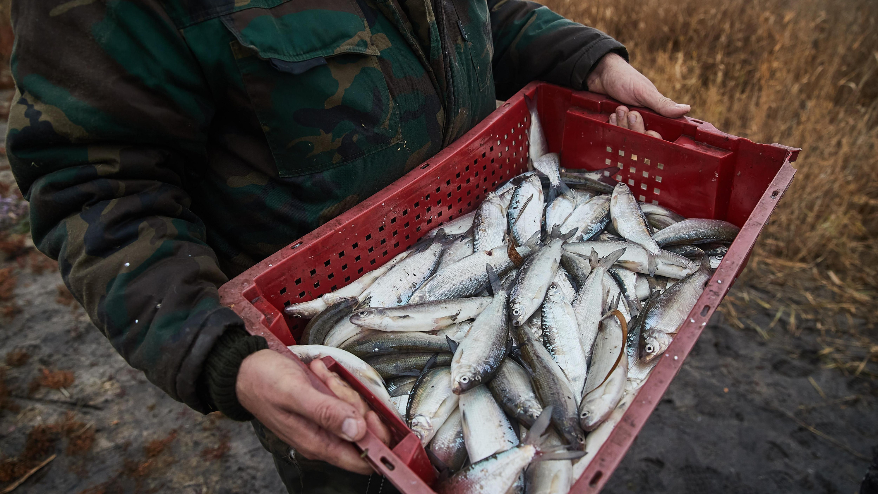 В Алтайском крае рыбу выбросило из реки в степь — люди собирают ее руками