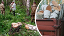 Двух «черных лесорубов» поймали в Новосибирской области — они вырубили деревья на <nobr class="_">100 тысяч</nobr> рублей