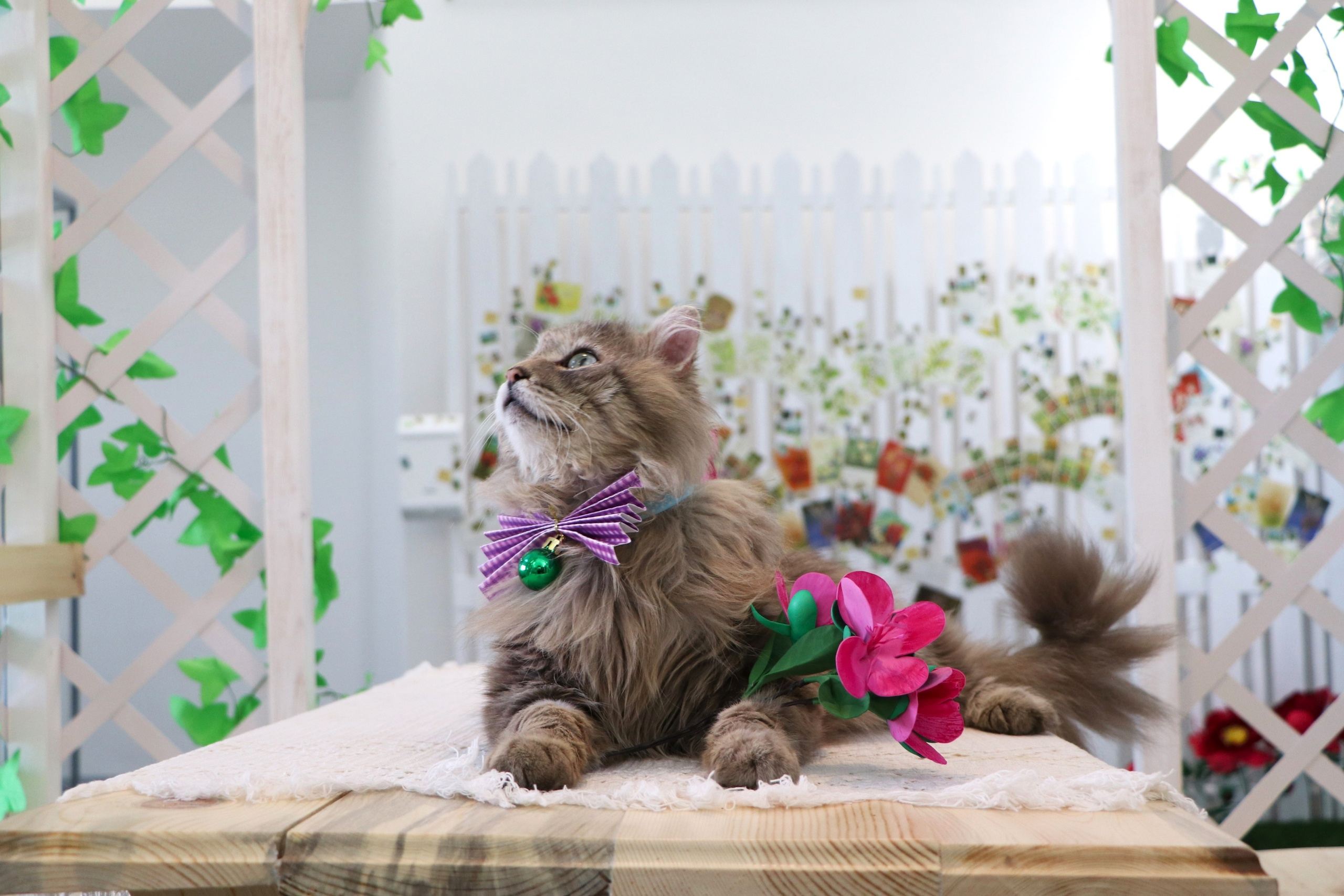 Работает за еду. В Алтайский краеведческий музей наняли кота. Показываем хвостатого экскурсовода