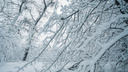 Снег продолжит идти, несмотря на потепление в Ростове: прогноз