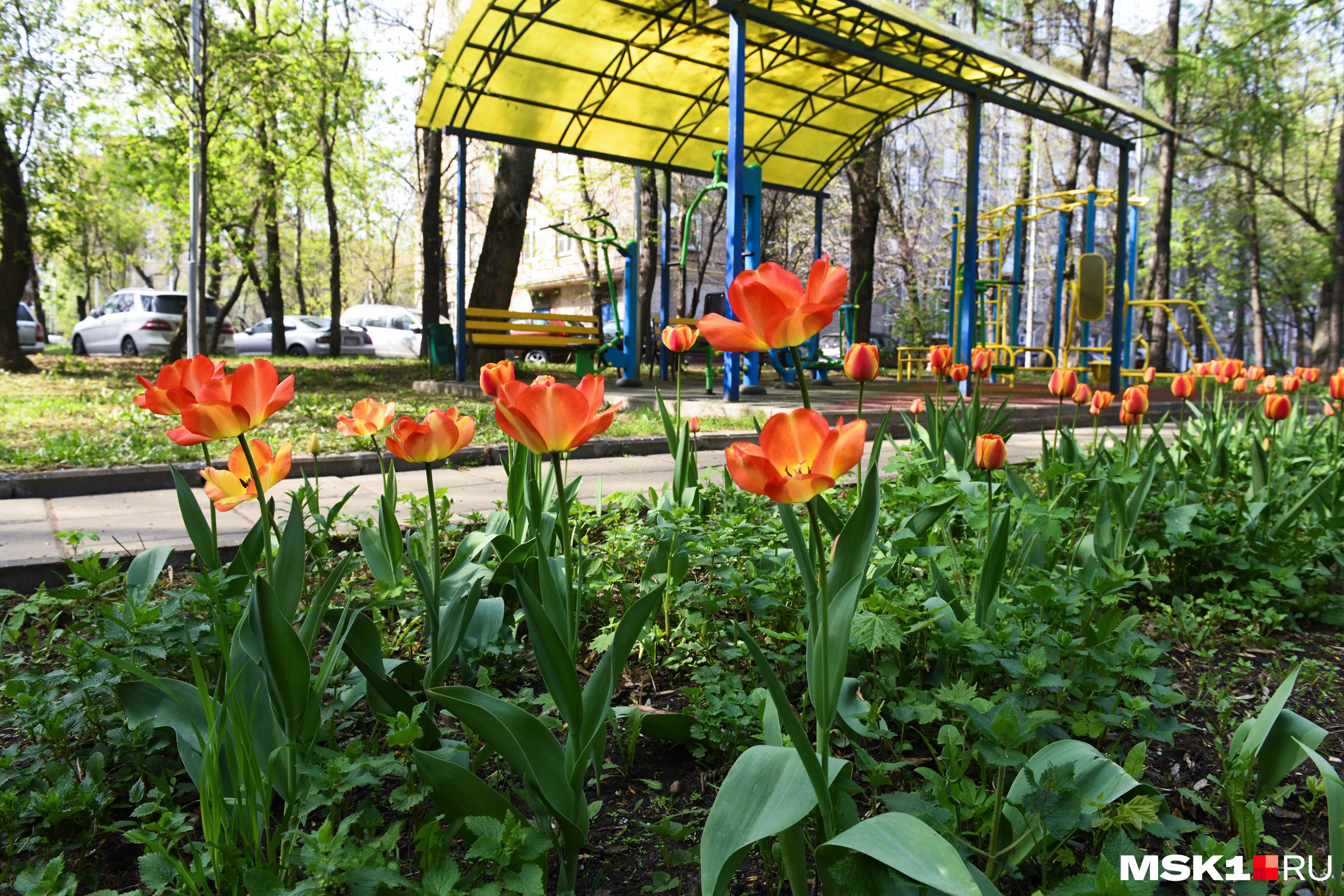 Тюльпановая клумба в одном из дворов района Сокол Тюльпановая клумба в одном из дворов района Сокол