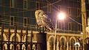 Почему совы стали так часто прилетать в города? Разъяснили в нацпарке «Самарская Лука»