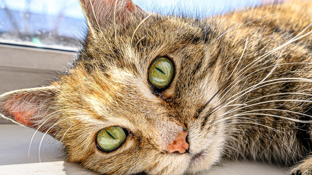 Зойка из швейного домика. История о бездомной кошке, поселившейся в читинском ателье