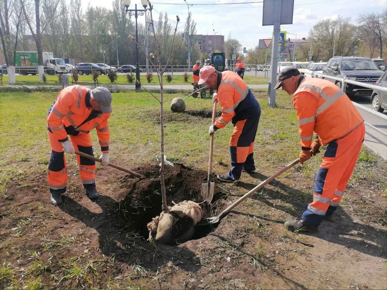 Кассетная посадка деревьев. Вдоль шоссе по прямой высадили 20 деревьев. Посади дерево в честь дня защиты детей. Посадка деревьев около здания. Клумбы для школьного двора.