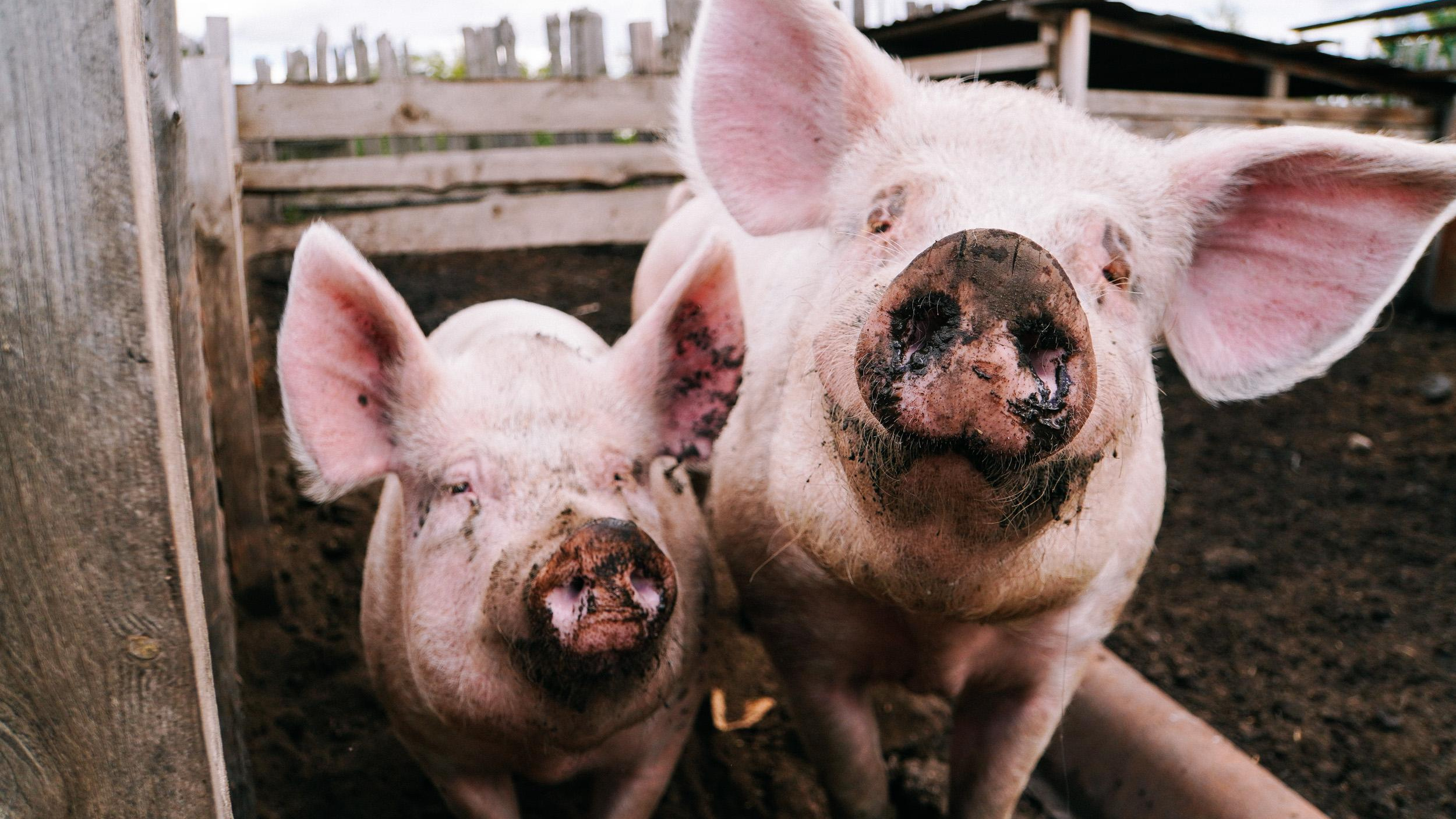 В Челябинской области заподозрили вспышку африканской чумы свиней
