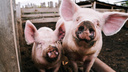 В Челябинской области заподозрили вспышку африканской чумы свиней