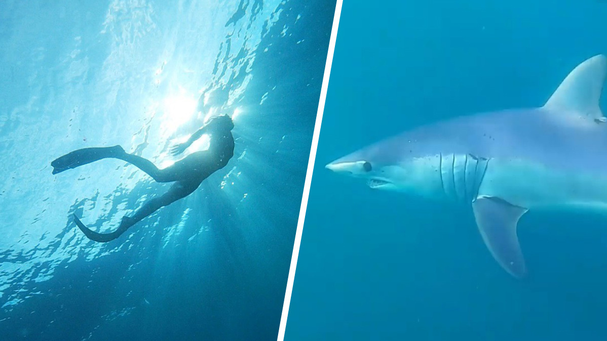 «Они как собаки, только морские»: северянка рассказала, как плавала с акулами и осталась невредима