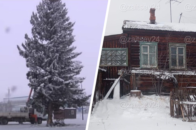 Дерево важно для семьи