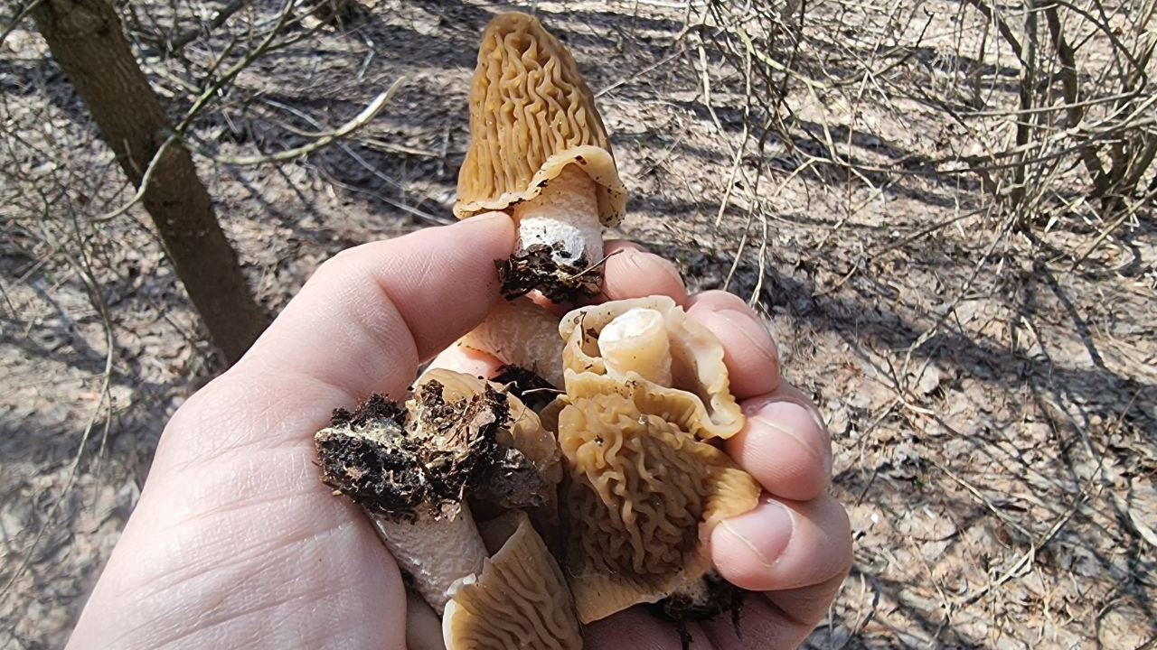«Еще недели две-три сморчки будут»: самарский ученый-биолог — о том, как правильно собирать и готовить весенние грибы