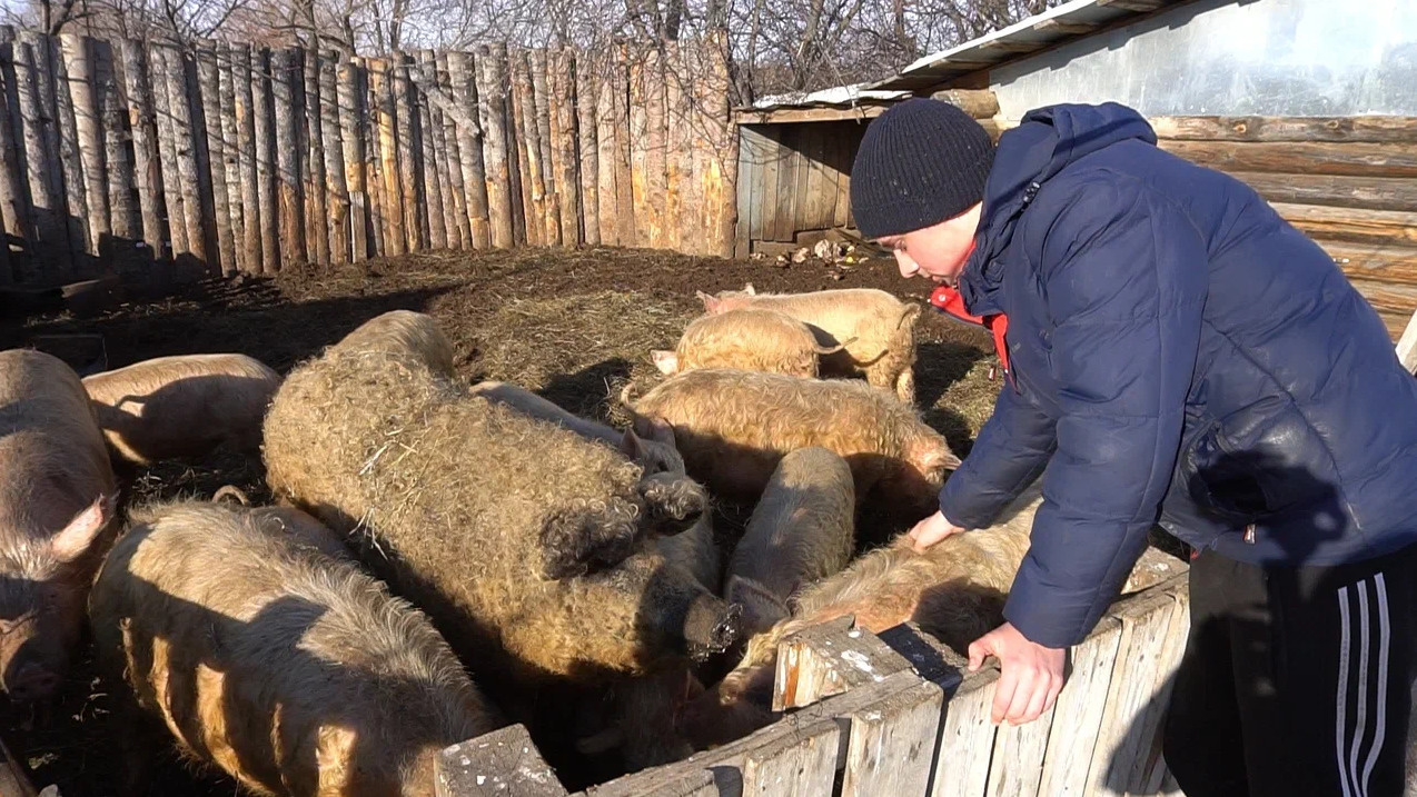 «Бориса пришлось съесть»: рассказываем, как живет и разводит свиней юный фермер из Тюменской области