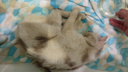 В Сибири котик почти месяц просидел в заточении без еды и воды. Его вызволили из плена, но он погиб