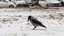 Задумчивые вороны и грациозные белки обрадовались первому снегу в Волгограде