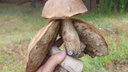 В руку не помещаются: в Самарской области нашли огромные грибы