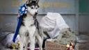 «Не угадали с подарком»: приют хаски провел фотосессию для породистых собак — 5 историй предательства