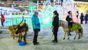 «У вас верблюд заболеет, ему место в пустыне»: откровенный рассказ о работе животных в ледовом городке Челябинска