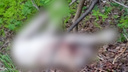 В поселке под Новосибирском мужчина в упор застрелил собаку — на место убийства сбежались дети