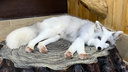 «Необычные черты, как у собаки»: лисенка из новосибирского института купил уфимский зоопарк