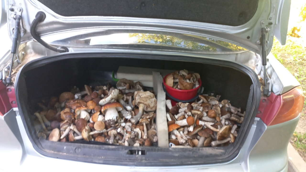 А эта читательница решила высыпать грибы сразу в багажник