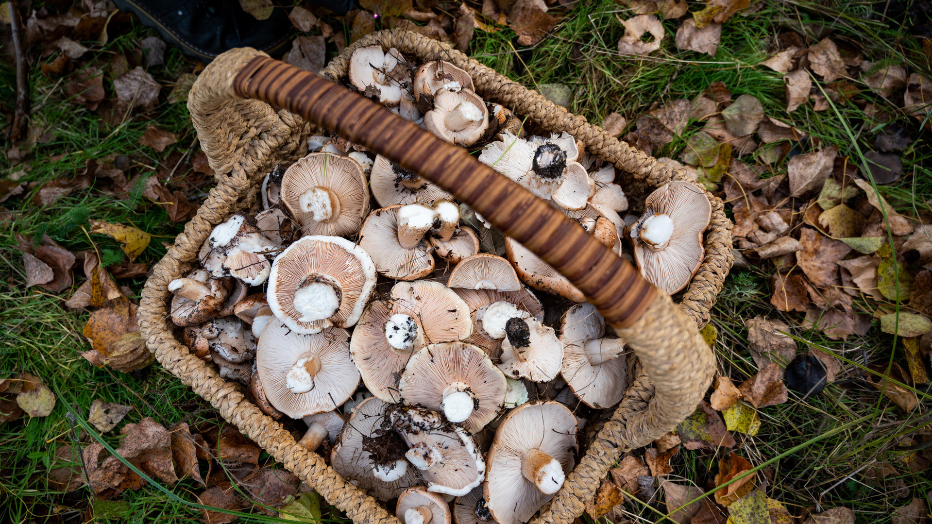 Где собирать грибы в Ростовской области: подборка мест
