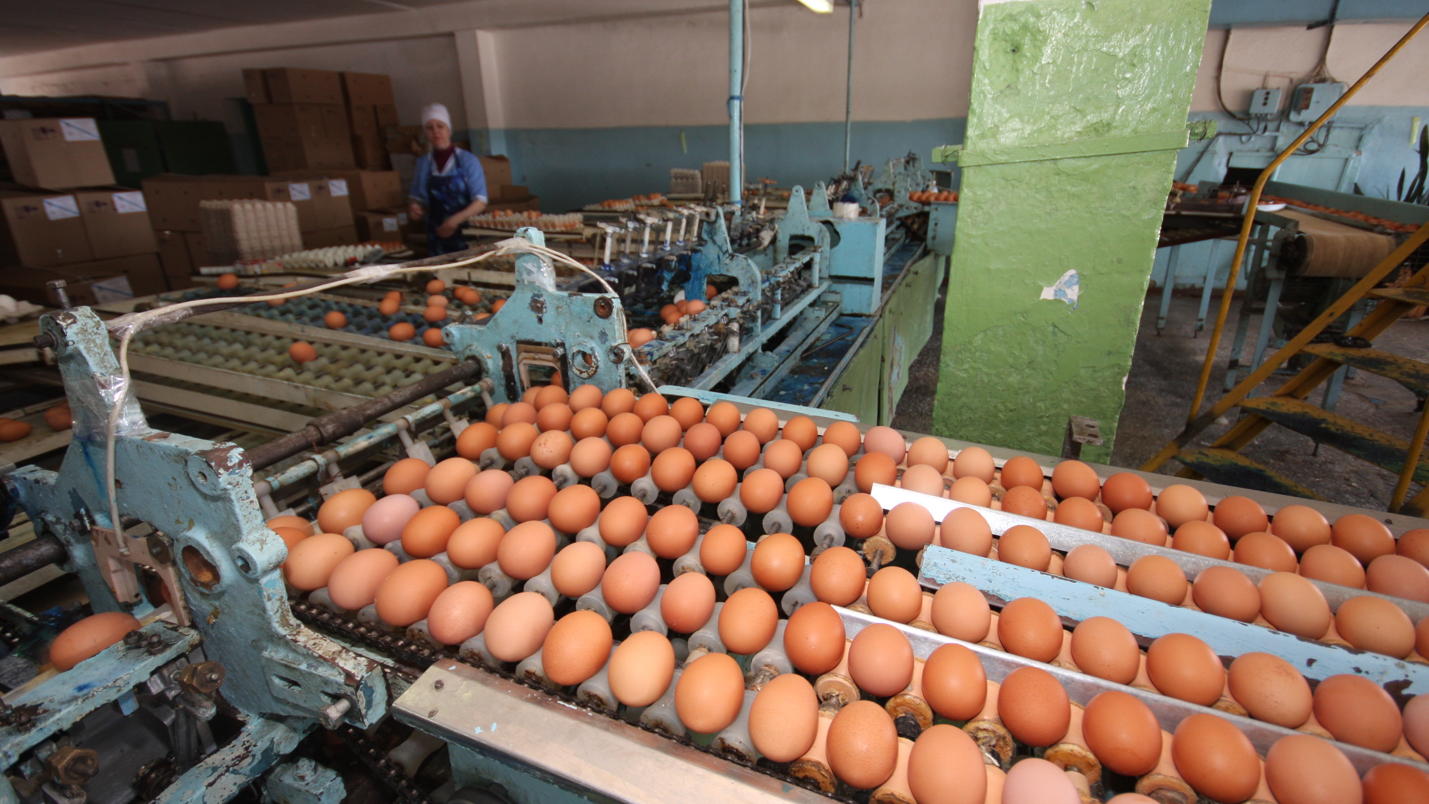 Яичная инфляция: китайские фальшивки, закрытие птицефабрик и <nobr class="_">200 рублей</nobr> за десяток — что происходит с рынком яиц