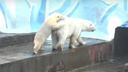 Медведица Герда с дочкой ходили на шести лапах, держась друг за друга, — видео из Новосибирского зоопарка