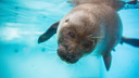 Голова тюленя долго «висела» на воде и осматривалась во Владивостоке — видео