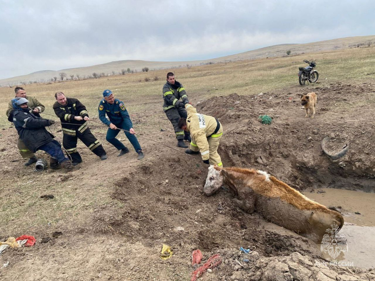 Пожарные спасли корову, застрявшую в луже в Краснокаменске