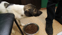В Новосибирске ищут сомелье собачьего корма — ему придется дегустировать еду за 270 тысяч рублей в месяц