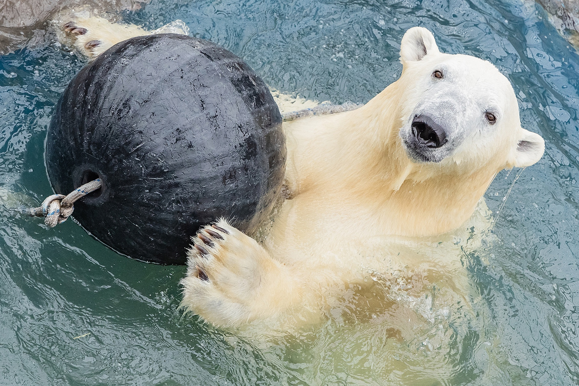 Белые медведи плещутся, купаются и играются — почти как дети