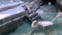 На старт, внимание, марш: белые медведицы устроили соревнования по прыжкам в воду в Новосибирском зоопарке