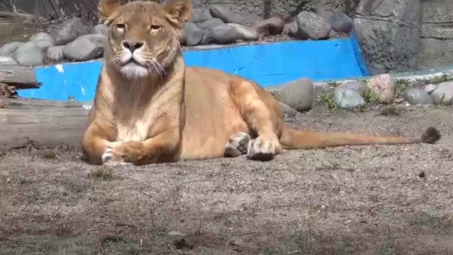 В Новосибирском зоопарке львица прогулялась по вольеру вальяжной походкой — видео с грациозной кошкой