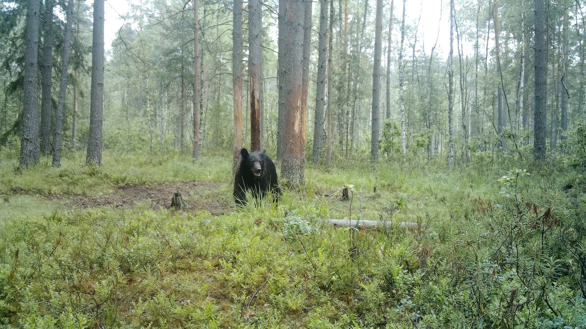 Медведи в Ленобласти уже обзавелись парой, а одна «девушка» продолжает искать