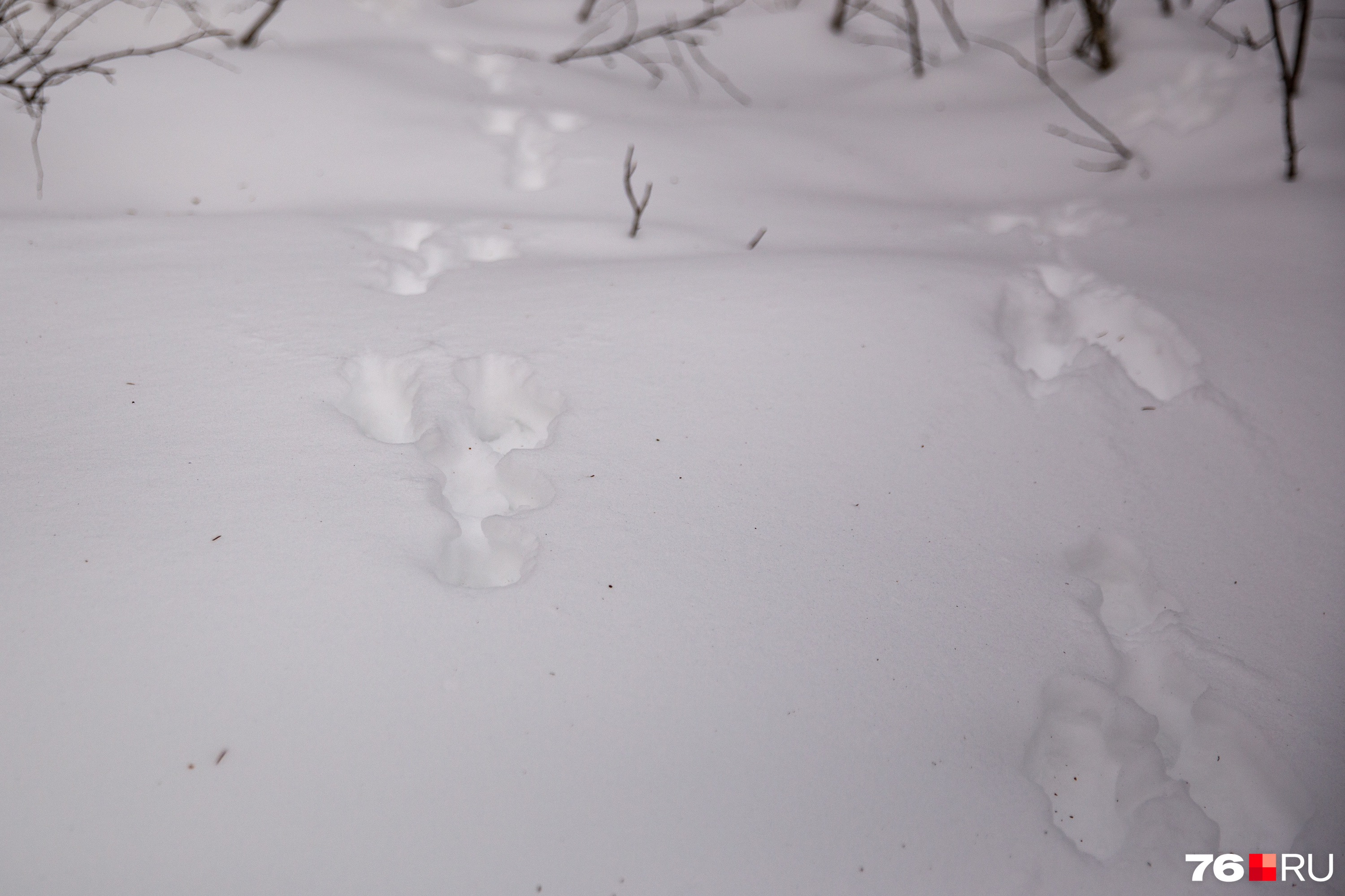 Заячьи следы. Заячий след на снегу направление. Как выглядят заячьи следы. Фото заячьей следов фото. Не заячий след не распечатанное письмо