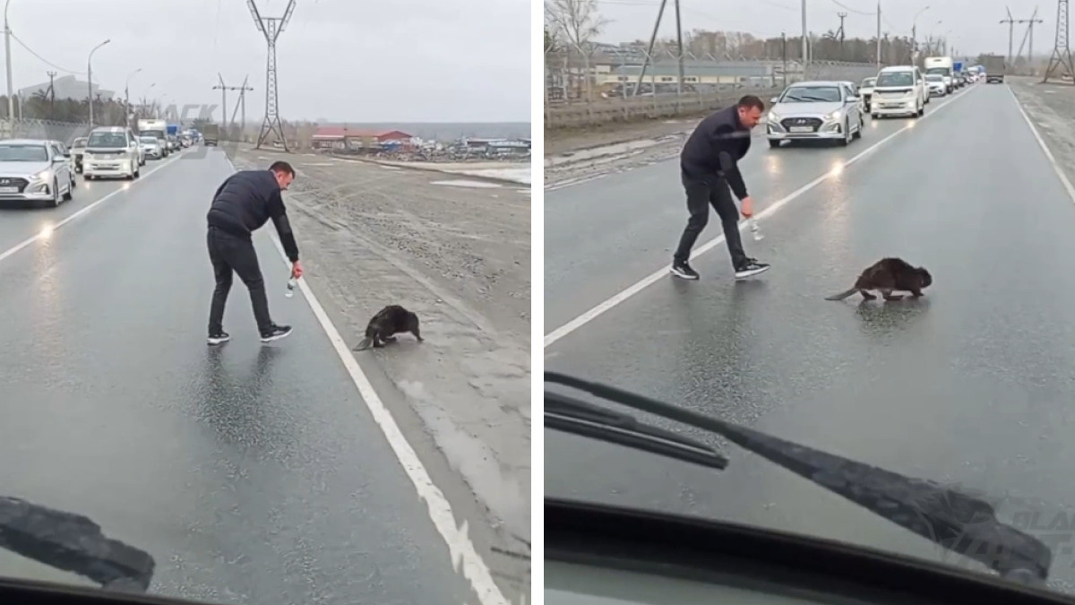 Подгонял его бутылкой: новосибирец перевел бобра через дорогу на дамбе — забавное видео