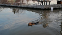 В Кургане спасли собаку Найду из затопленного СНТ, но она вплавь пытается вернуться. Где хозяева?
