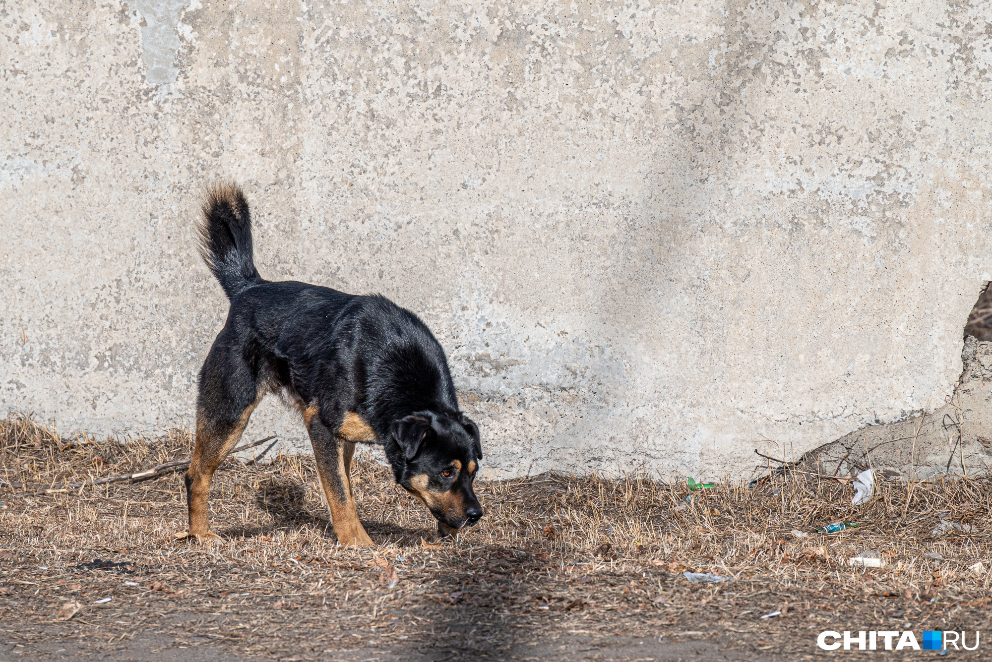 Водитель раздавил собаку в гаражном кооперативе в Краснокаменске