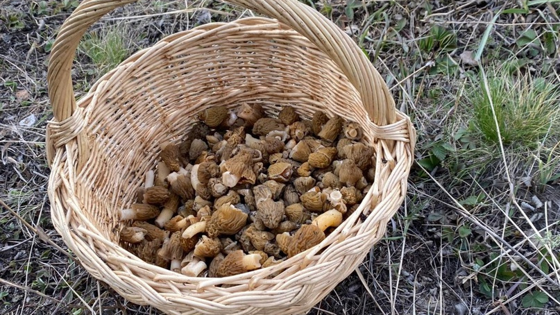 «За час ведерко собрали»: в Омской области стали появляться первые грибы