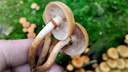 Время опят: как не насобирать ядовитых — объясняем, чем отличаются грибы-двойники