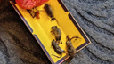 «Каждую неделю на клей попадаются 3–4 мыши»: в Мурманске дом на Халтурина атаковали грызуны