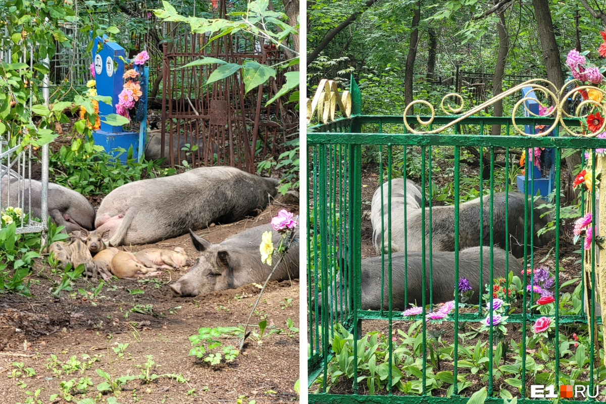 «Хряк зловеще рычал». Свиньи перерыли могилы на кладбище в Екатеринбурге
