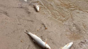 Стала известна причина массовой гибели рыбы в реке на Ставрополье