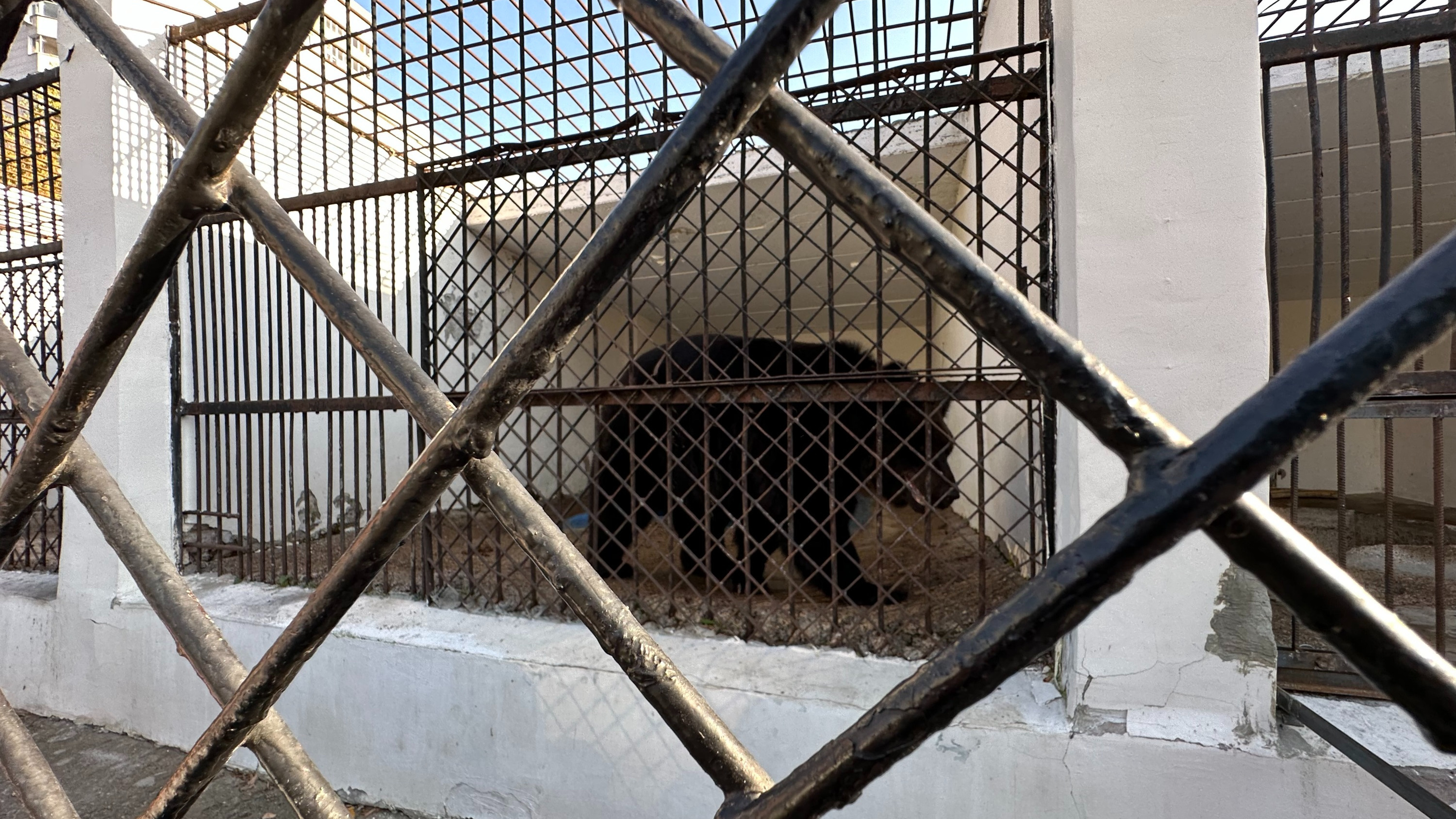 «Взрослые отсюда без слез не уходят»: казанцы — о жутких условиях содержания бурого медведя в зоопарке