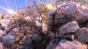 «Может, место проклятое?» Журналист — о безобразных кучах снега поверх молодых деревьев в Челябинске