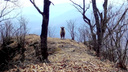 Неизвестная особь редчайшего горала попала на фотоловушку в Приморье — видео