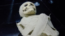 Мумии едут во Владивосток — музей Арсеньева покажет «оживающих» древних египтян