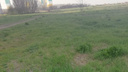 В Суворовском решили сжечь зеленое поле вместе с дикими животными