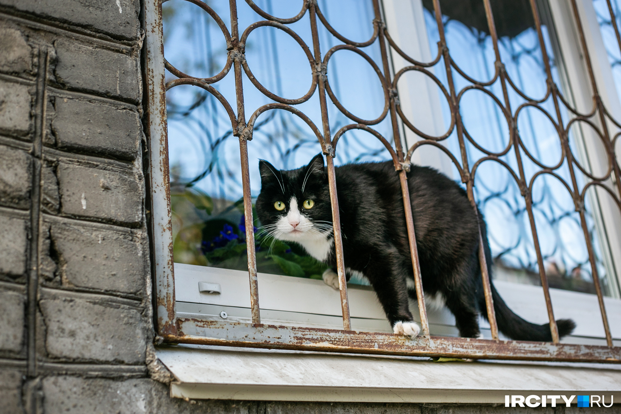 Не только собаки бдят за порядком, коты тоже приглядывают за прохожими