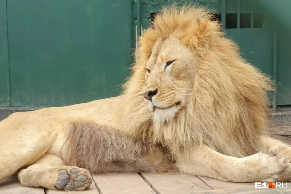 Уральский лев Симба нашел свою любовь в Танзании. Только посмотрите, какой он счастливый!