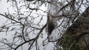 Деревья в Архангельске опутаны паутиной: что это такое и насколько опасно для растений