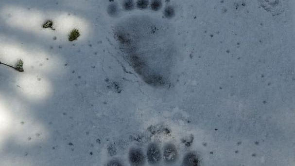 Медведь ушел в лес: Каменный город в Прикамье открыли для посещения